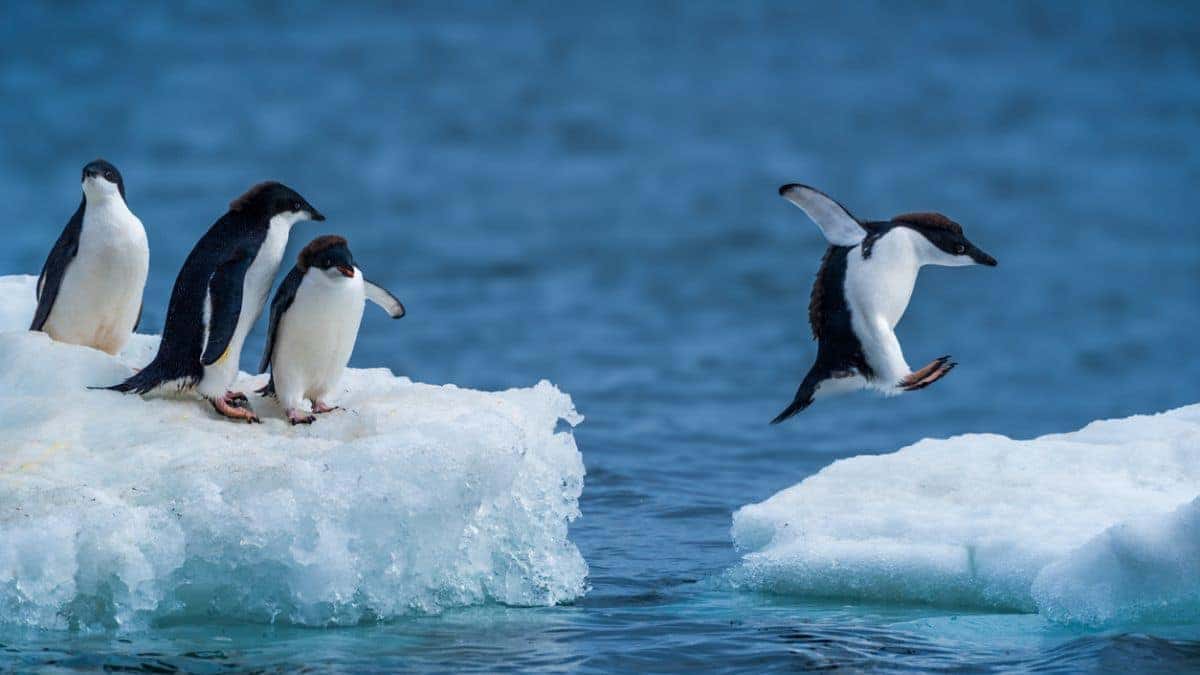 Empiricus lança Memebot One Million para lucrar com “FOMO” em criptomoedas como Penguin