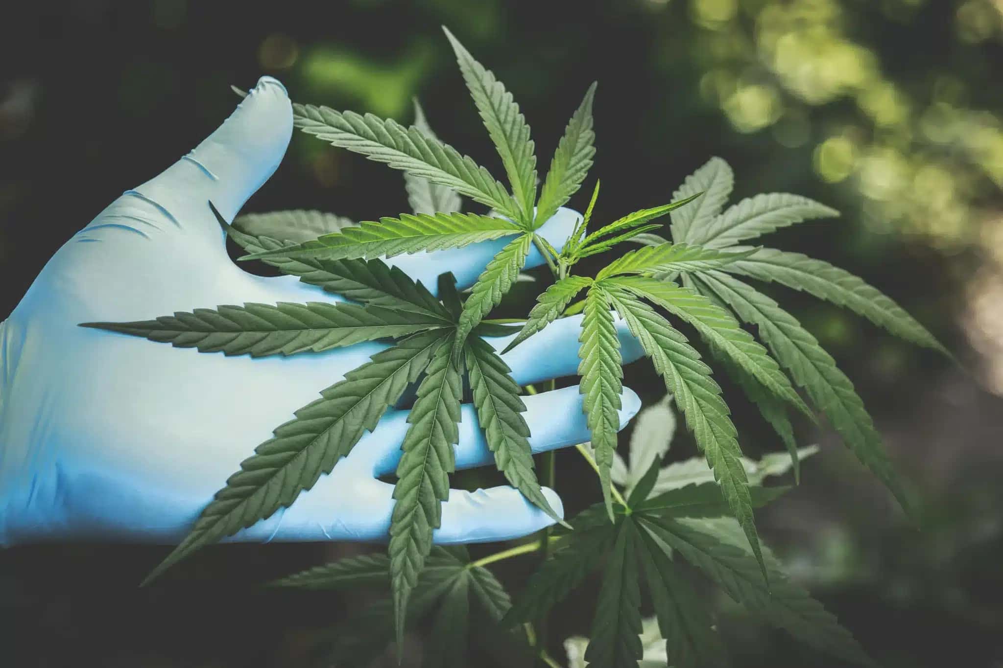 Departamento de Justiça dos EUA reclassifica maconha: o que muda para a pesquisa?