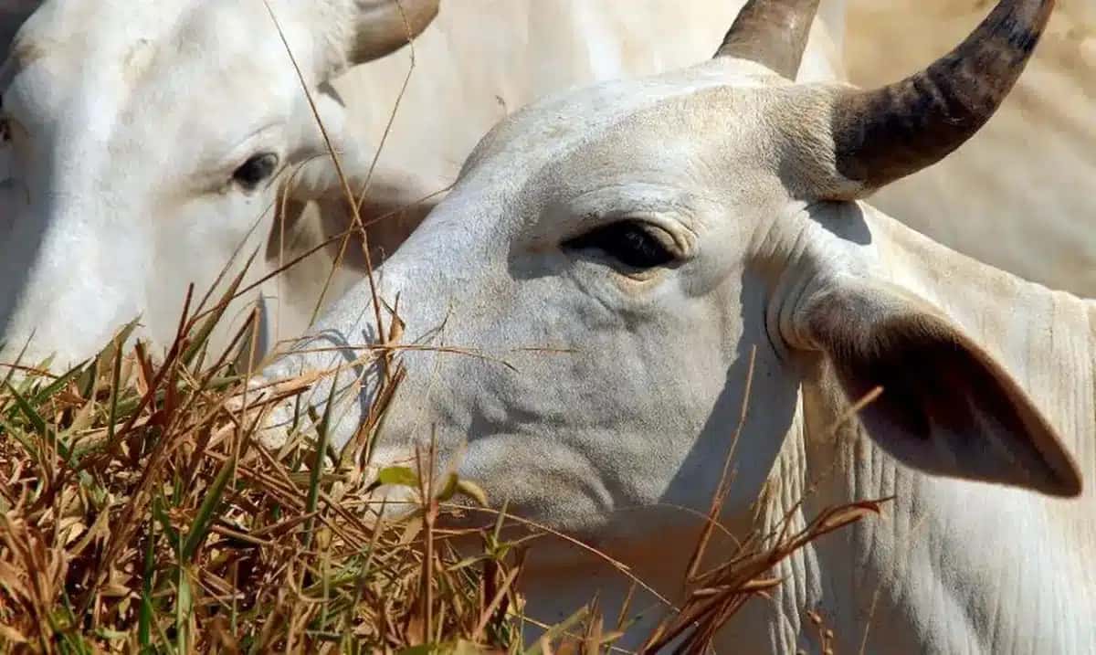 Agronegócio e Estatais Impulsionam Mercado Financeiro Brasileiro em 2026