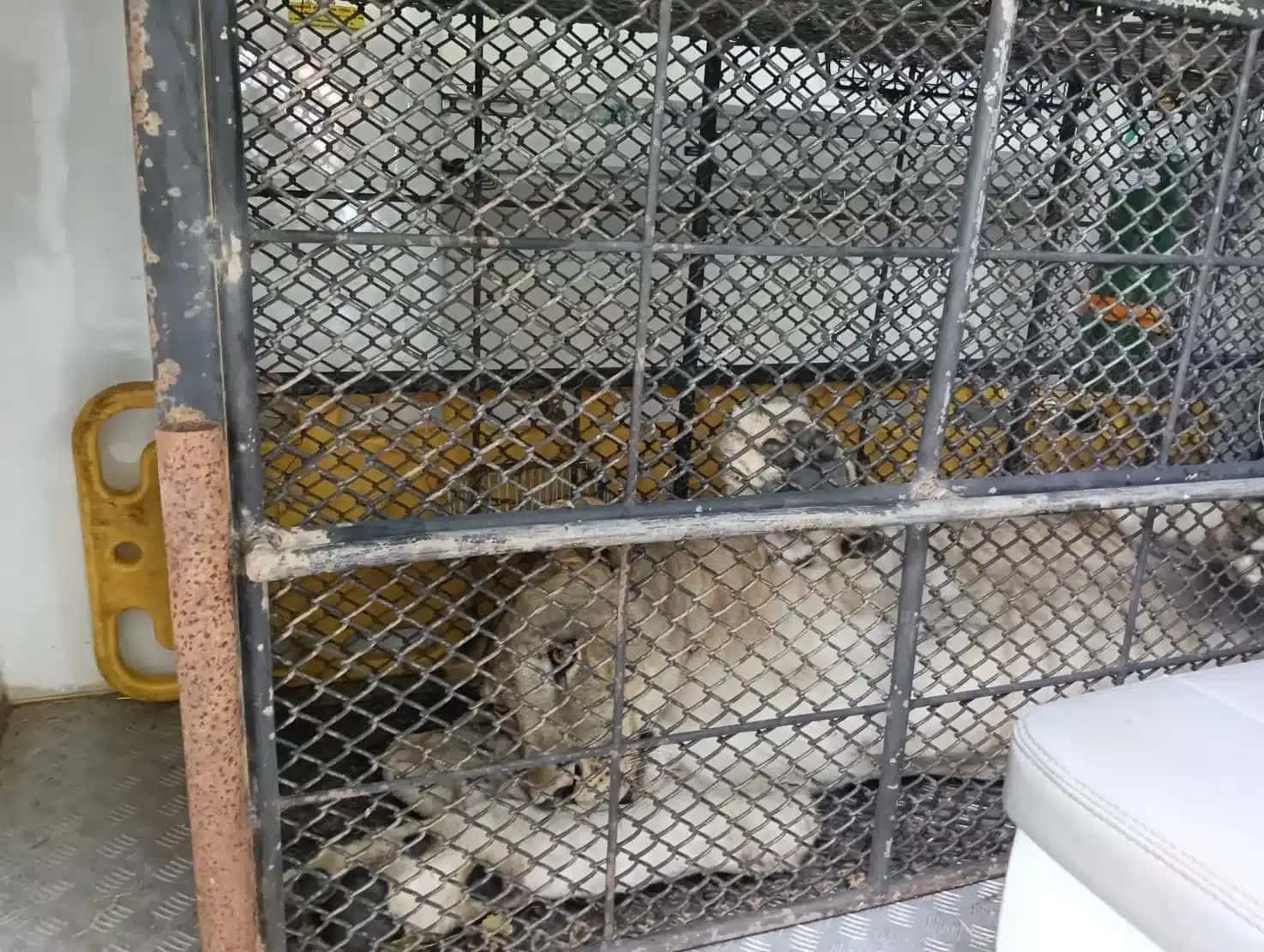 Parinya Parkpoom: Leoa ataca e hospitaliza duas pessoas na Tailândia
