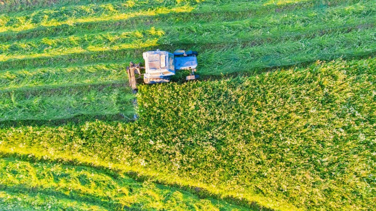 SLC Agrícola Projeta Aumento na Soja Apesar de Desafios e La Niña